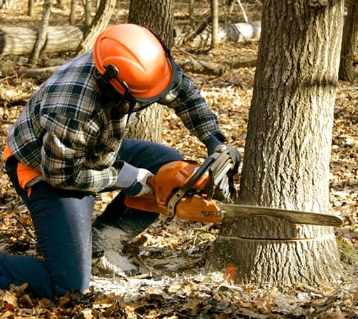 Tree Removal in Woodbine, KS